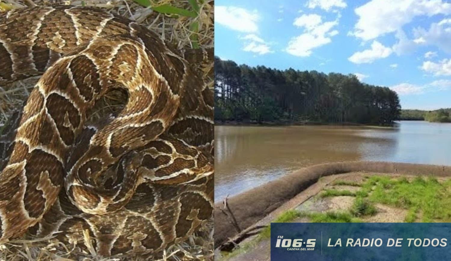 Un bebé herido y una alarma: la grave mordedura que sacude a Abanilla